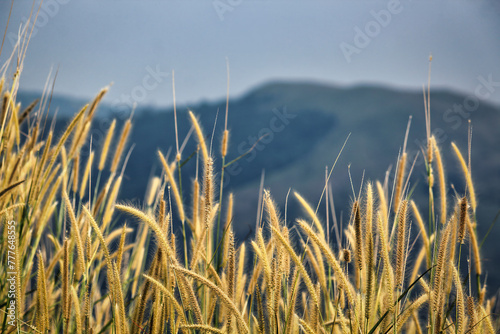 Yellow foxtail in a serene meadow with a mountain backdrop