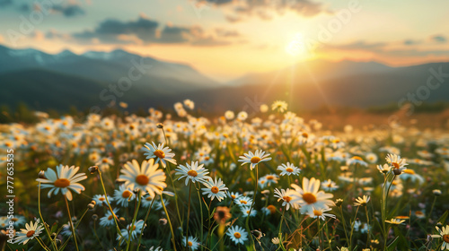 Landscape of blooming field of daisies on mountains background at sunset 