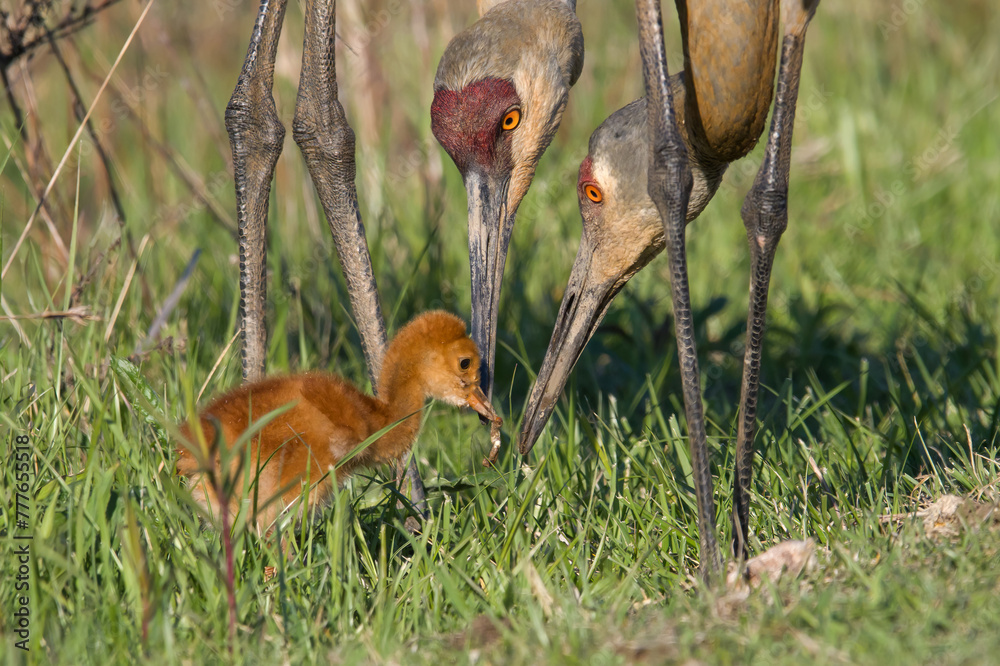 Obraz premium Sandhill Cranes Feeding Colt