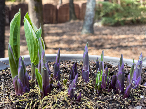 New sprouts of a perennial plant emerge through soil in springtime