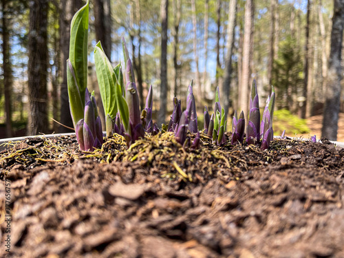 Sprouts of a perennial plant emerge through soil in springtime