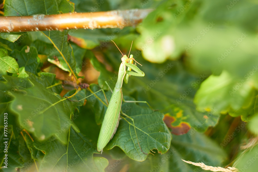 A female European mantis sits on green oak leaves. Mantis Religious. Green mantis, selective focus.
