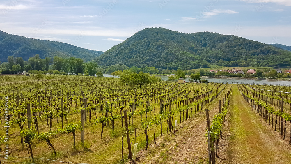 Scenic view of vineyards in Duernstein in Krems an der Donau, Lower Austria, Europe. Awarded wine region of Wachau along the Danube river. Landscape of soft lush green hills on sunny day. Cultivation