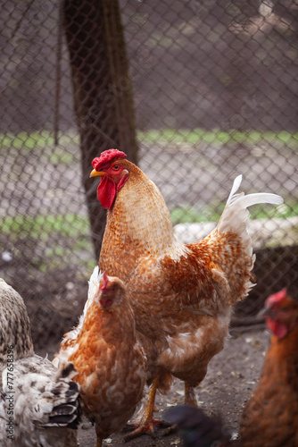 Rooster in a chicken coop on a farm. Poultry farm and chicken farming. Looks at the camera. Selective focus.