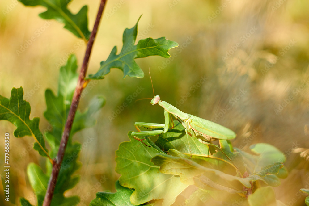 A female European mantis sits on green oak leaves. Mantis Religious. Green mantis, selective focus.
A female European mantis sits on green oak leaves. Mantis Religious. Green mantis, selective focus.