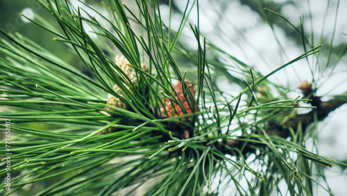 Pine cones and long needles of the Ponderosa pine tree