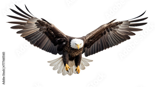  A dynamic shot of an American bald eagle soaring against a spotless white solid background, its outstretched wings capturing the spirit of the wild 