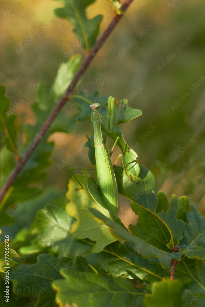 A female European mantis sits on green oak leaves. Mantis Religious. Green mantis, selective focus.
A female European mantis sits on green oak leaves. Mantis Religious. Green mantis, selective focus.