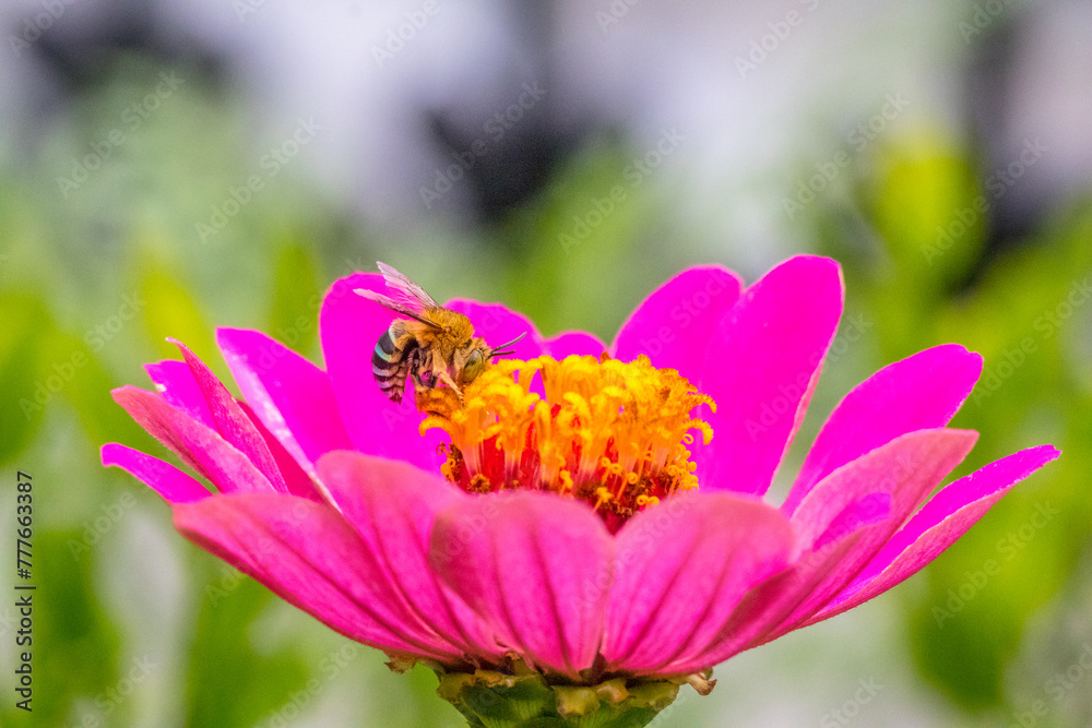 A honey bee (also spelled honeybee) is a eusocial flying insect within the genus Apis of the bee clade A honey bee (also spelled honeybee) is a eusocial flying insect within the genus Apis of the bee clade