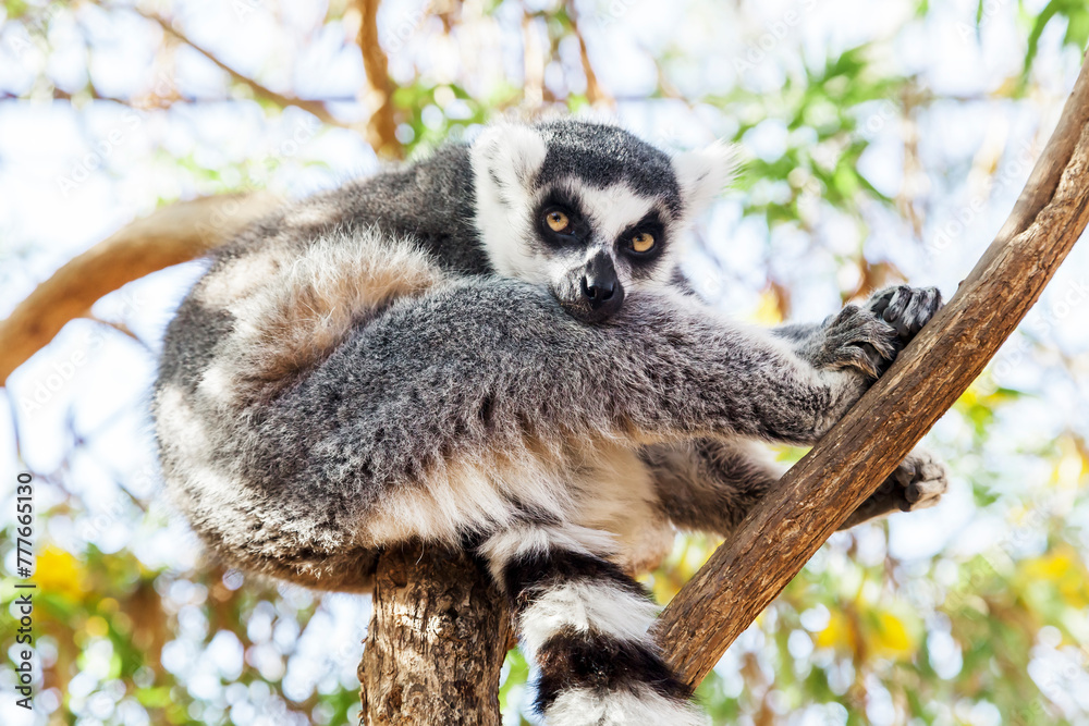 Fototapeta premium Ring-tailed Lemur, sitting on a branch in a zoo
