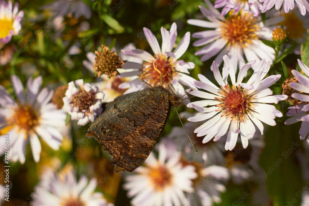 custom made wallpaper toronto digitalPeacock butterfly on autumn flowers (Symphyotrichum or Aster novi-belgii), smooth aster flowers.