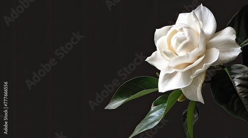a white gardenia delicately placed on the right side, set against a pristine white or sleek black background, leaving ample space on the left for text.