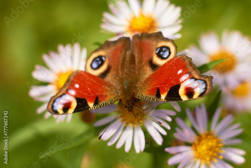 Wallpaper Mural Peacock butterfly on autumn flowers (Symphyotrichum or Aster novi-belgii), smooth aster flowers. Torontodigital.ca