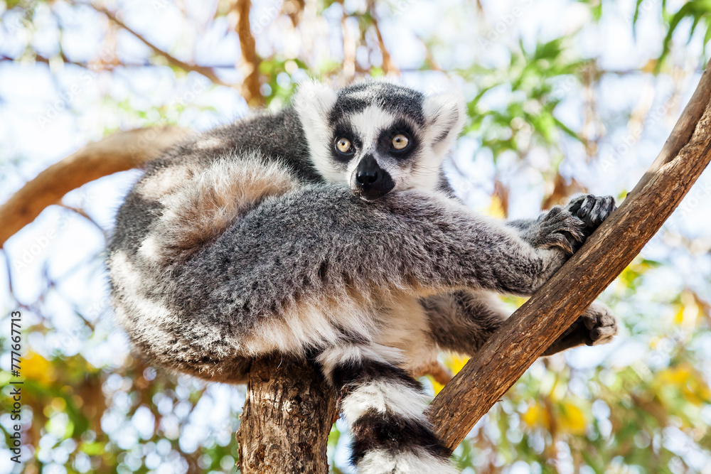 Fototapeta premium Ring-tailed Lemur, sitting on a branch in a zoo