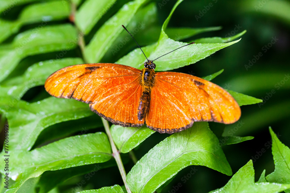 The orange butterfly, on a green leaf