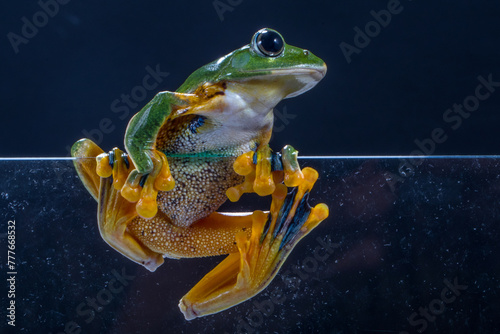 Wallace's flying frog or the Abah River flying frog is a moss frog found at least from the Malay Peninsula into western Indonesia photo