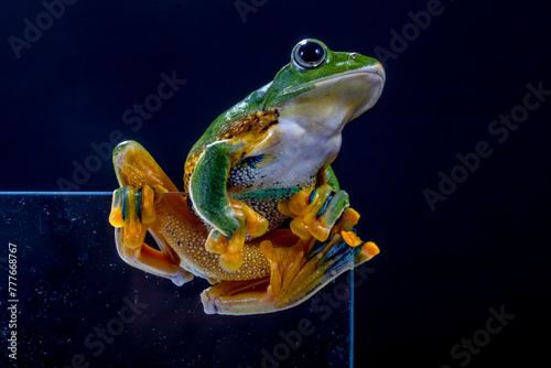 Wallace's flying frog or the Abah River flying frog is a moss frog found at least from the Malay Peninsula into western Indonesia photo