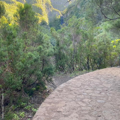 path in the forest, Madeira