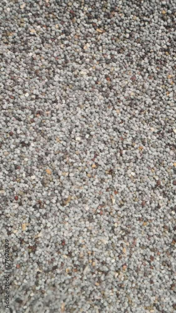 Vertical video. Background and dry poppy seeds falling downward. Close-up. Vertical video. Background and dry poppy seeds falling downward. Close-up.