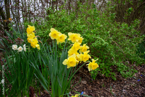 Beautiful yellow spring Daffodil flowers in the field in the sun's rays close up nature background