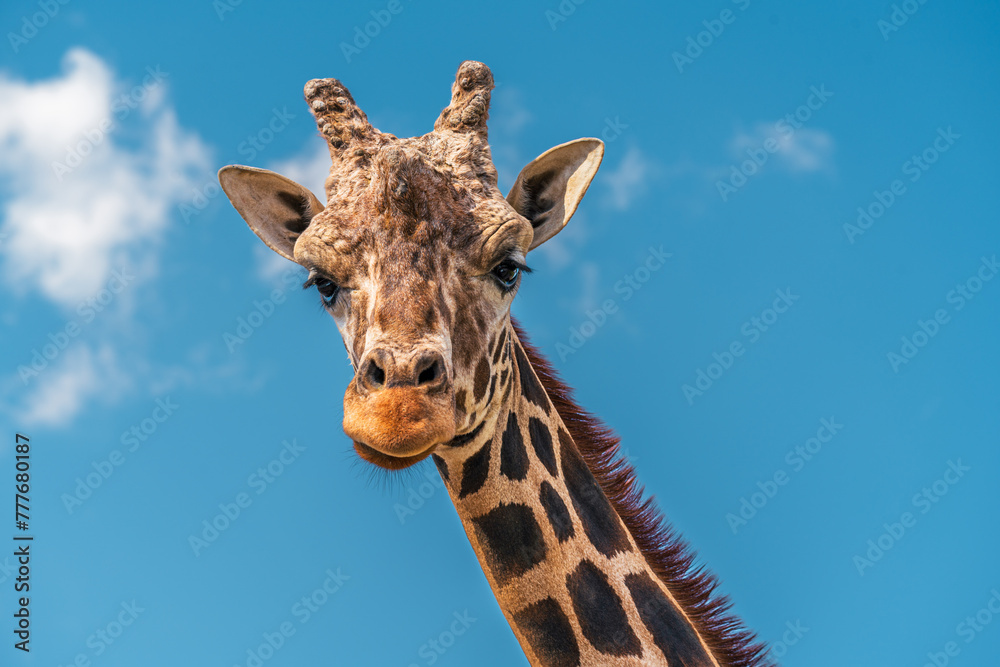 Gentle Giant: Portrait of a Giraffe Gentle Giant: Portrait of a Giraffe