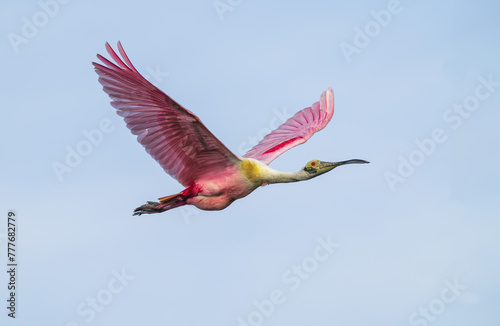 Bright Pink Roseate Spoonbill in flight with wings aloft