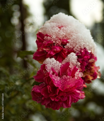 śnieg na kwiatku