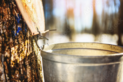 droplet of sap flowing from the maple tree into a pail to make pure maple syrup photo