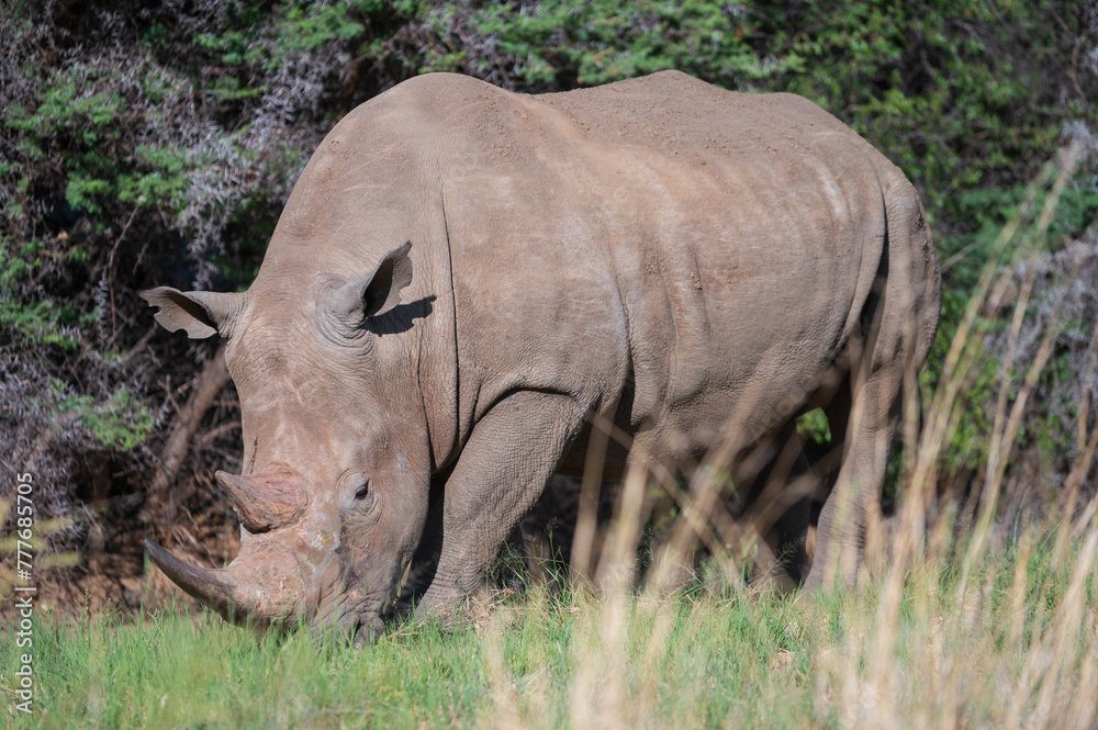 Obraz premium Breitmaulnashorn auf Augenhöhe beim grasen in einer Graslandschaft in Namibia