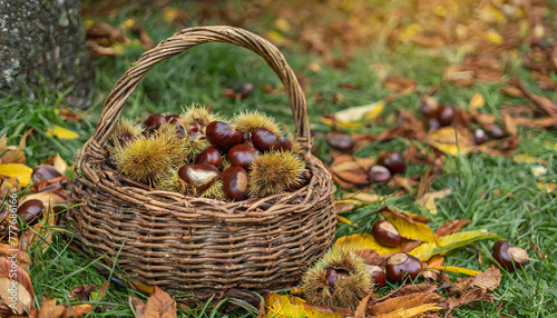                                                                                                       chestnut. Picking chestnuts. An image of a basket full of chestnuts. Autumn landscape. The taste of autumn.