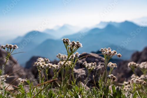 Wild flowers silvery yarrow with scenic view of Koschuta mountain range seen from summit Wertatscha, untamed Karawanks, border Slovenia Austria, Europe. Magical alpine terrain Slovenian Austrian Alps photo