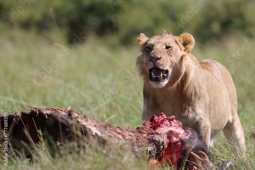 Fototapeta Naklejka Na Ścianę i Meble -  King lion eating his prey in Masai Mara National park