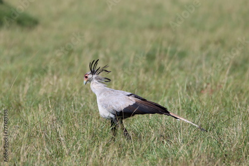 Big secretaty bird looking for food in the grass 