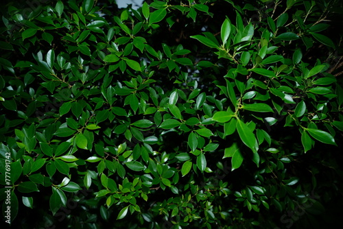 green leaves background © belavinstock