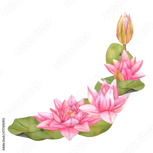 Lotus Flowers flowers. Hand drawn watercolor illustration of tropical pink waterlily and green leaves on isolated background. Bundle of water lily for clipart or spa or Zen design. Botanical drawing