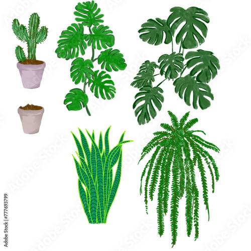 set handraw houseplants tropical (ID: 777693799)