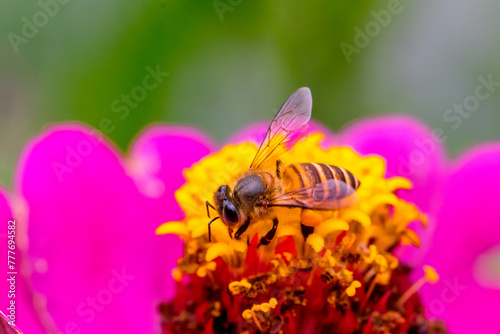A honey bee  also spelled honeybee  is a eusocial flying insect within the genus Apis of the bee clade