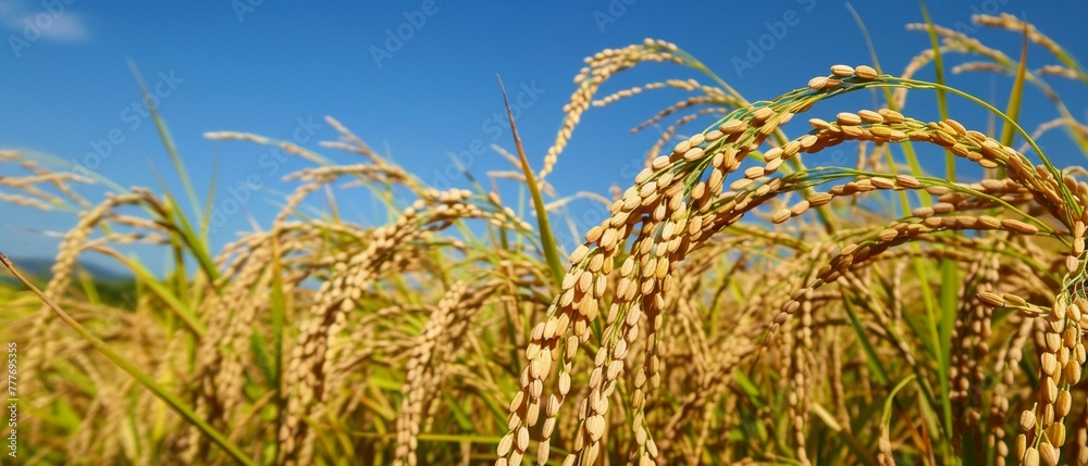 Fototapeta premium Close-up of ripe golden rice paddy field with a clear blue sky in the background