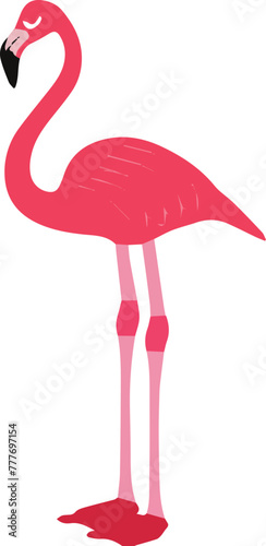 Flamingo Illustration 
