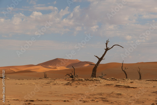 Dead Camel Thorn Trees in front of Dune at Deadvlei in Namibia
