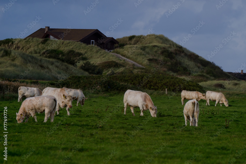 Grasende Rinder an Dänemarks Nordseeküste