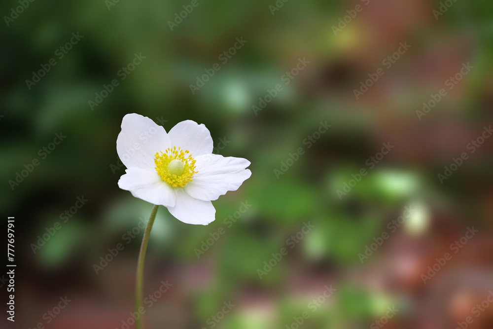 Cute close up look on forest anemone also known as anemone sylventhis.	