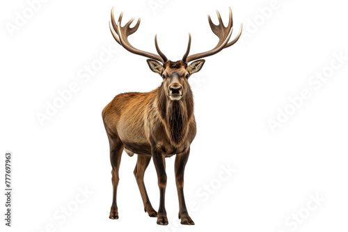 Majestic Deer Posing Against White Canvas. White or PNG Transparent Background.