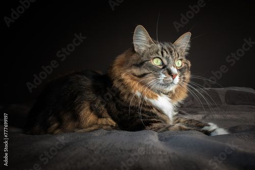 Tricolor tortoiseshell cat on a dark background.