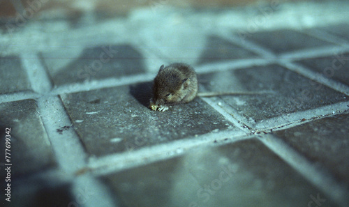 Urban Forager on Pavement photo