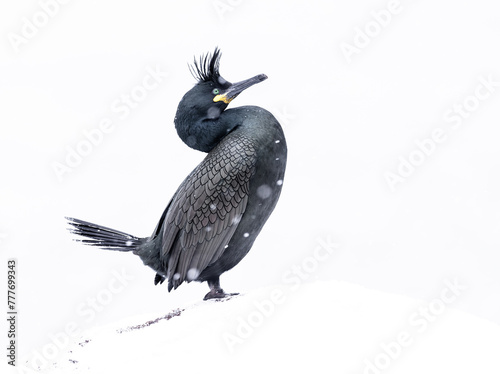 European Shag, cormorant bird in the snow photo