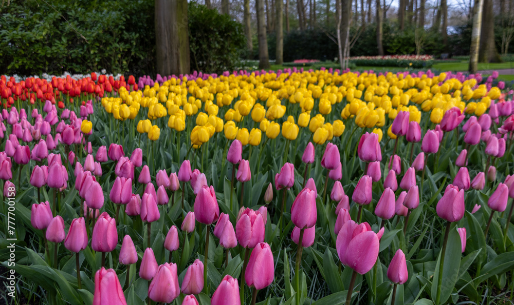 field of tulips