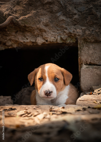 Cute Indian Street dog puppy in sunlight on road (ID: 777702312)