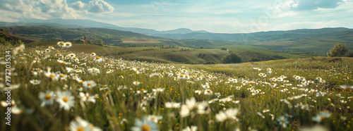 Serene Meadow with White Daisy Flowers Under Sunlit Sky
