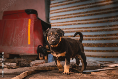 Cute Indian Street dog puppy in sunlight on road (ID: 777708322)